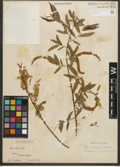 Foto von Salix nigra Marshall